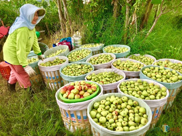 petani-apel-e1643107062799