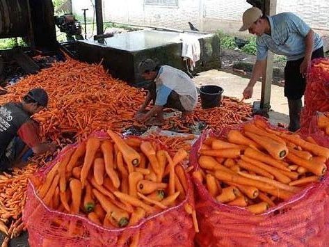 petani-wortel-e1643107459365